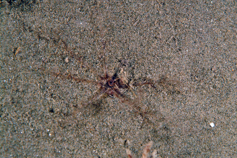 Oloturia infossata?
